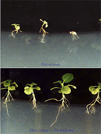 Resultado del uso del Trichoderma harzianum en plantas