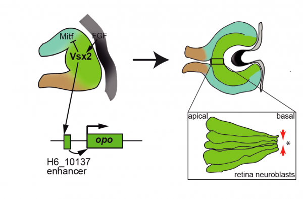 El grafico ilustra esquemáticamente el papel que la proteína Vsx2 tiene en la coordinación del programa genético de formación del ojo. La actividad de la proteína Vsx2 es esencial tanto para definir la identidad molecular de la retina neural (verde en el esquema) como su plegamiento tridimensional. Este segundo proceso, que implica la constricción basal de las células del tejido, tiene lugar a través de la activación directa del gén que codifica para la proteina Opo, un regulador de la adhesión en la retina en desarrollo.