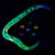 Larva y embriones de ‘Caenorhabditis elegans'