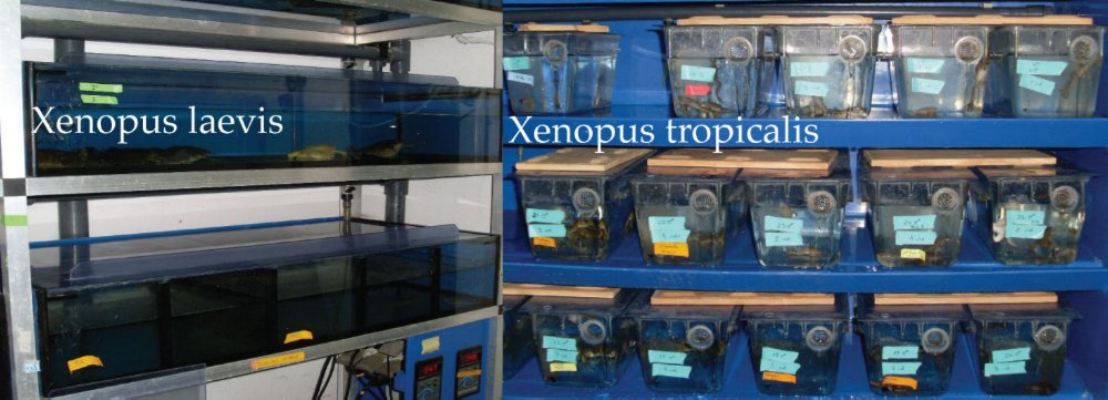 Fig: The CABD-UPO Aquatic Vertebrates Platform - Tanks : Xenopus
