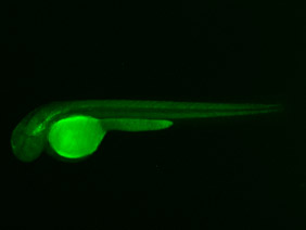 ED1 GFP 48h