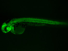 ED5 GFP 48h