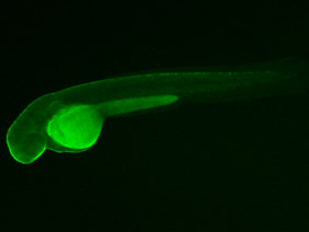 ED10 GFP 48h