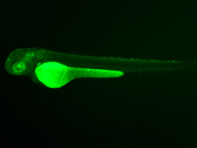 ED11 GFP 48h