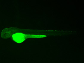 ED12 GFP 48h