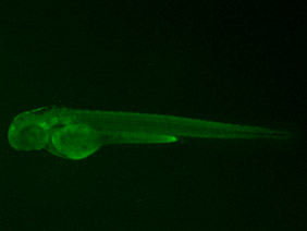 ED14 GFP 48h