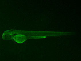 ED15 GFP 48h