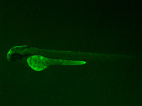 ED17 GFP 48h