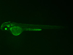 ED18 GFP 48h