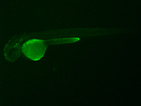 ED19 GFP 48h