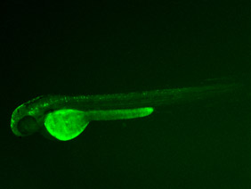 ED20 GFP 48h