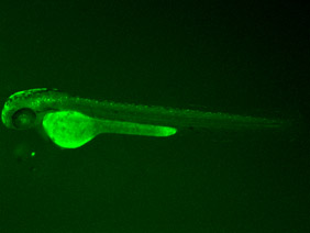 ED21 GFP 48h