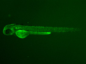ED22 GFP 48h