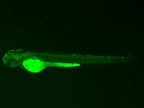 ED23 GFP 48h