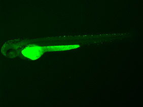 ED24 GFP 48h