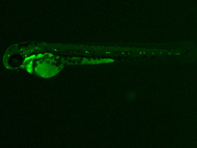 ED25 GFP 48h