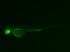 ED26 GFP 48h