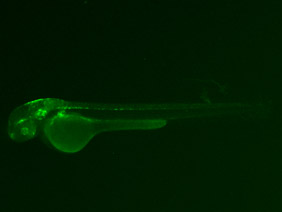 ED27 GFP 48h