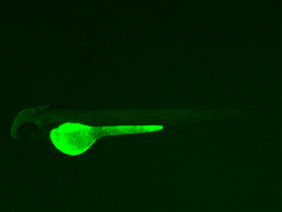 ED29 GFP 48h