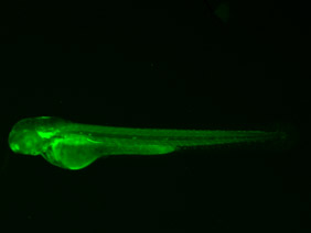 ED31 GFP 48h