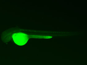 ED37 GFP 48h