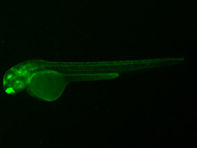 ED41 GFP 48h