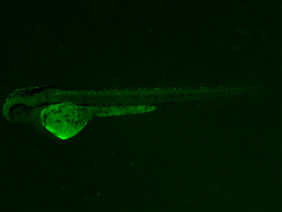 ED42 GFP 48h