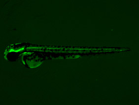 ED45B GFP 48h