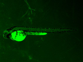 ED46 GFP 48h