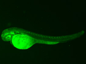 ED48 GFP 48h