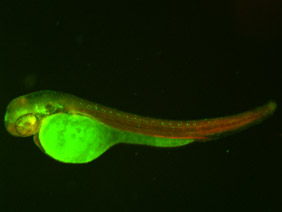 ED48 GFP/RFP 48h