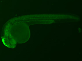ED49 GFP 24h
