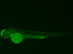 ED49 GFP 48h