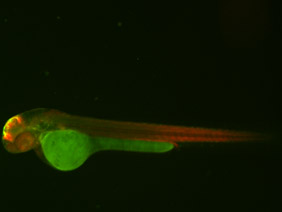 ED49 GFP/RFP 48h