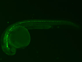 ED50 GFP 24h