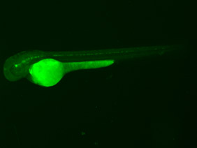 ED50 GFP 48h