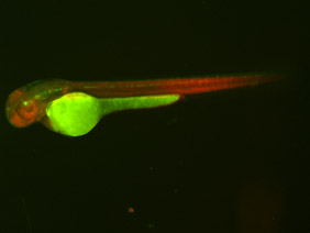 ED50 GFP/RFP 48h