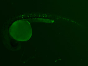 ED51 GFP 24h