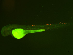 ED51 GFP/RFP 48h