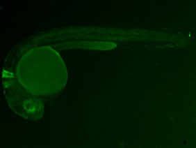 ED52 GFP 24h
