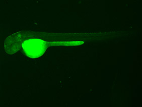 ED52 GFP 48h