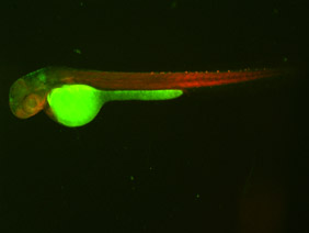 ED52 GFP/RFP 48h