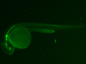 ED53 GFP 24h