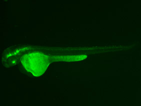 ED53 GFP 48h