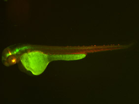 ED53 GFP/RFP 48h