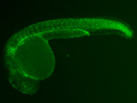 ED54 GFP 24h