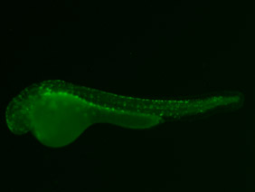 ED54 GFP 48h