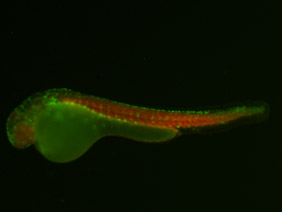 ED54 GFP/RFP 48h
