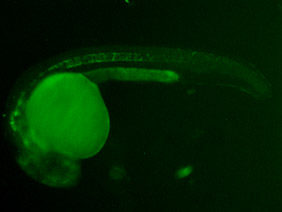 ED55 GFP 24h