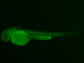 ED55 GFP 48h